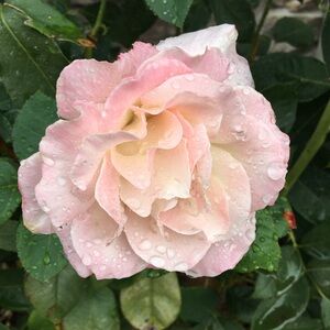 Meet your Posher, Bea